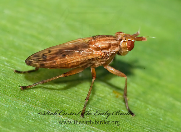 Elgiva MARSH FLY 8026391