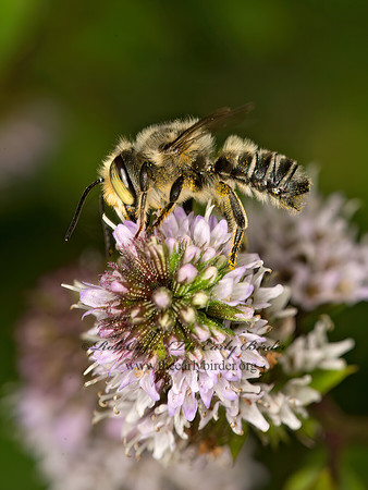 Megachile 9050806z