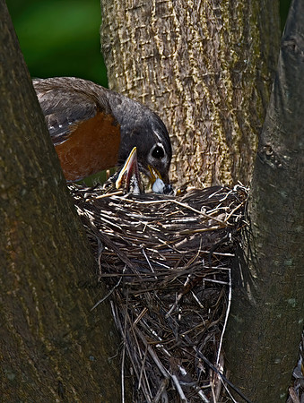 Turdus migratorius  AMERICAN ROBIN 6006193z