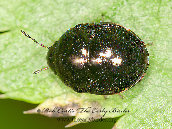 Corimelaena  EBONY BUG 3014854z
