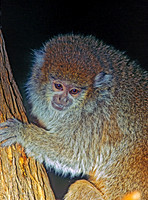 Callicebus TITI MONKEY 155224z