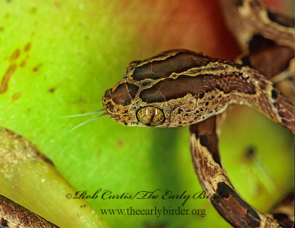 Imantodes gemmistratus  VINE SNAKE 193807z