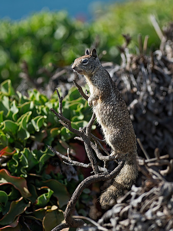 Otospermophilus beecheyi  CALIFORNIA GROUND SQUIRREL 9055781z