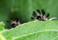 Euchaetes egle MILKWEED TUSSOCK MOTH 6011183z