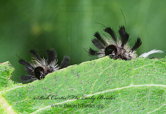 Euchaetes egle MILKWEED TUSSOCK MOTH 6011183z