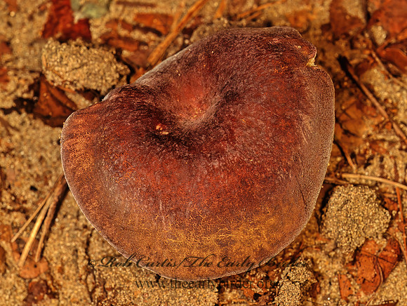 Boletinellus merulioides  ASH TREE BOLETE 95714z