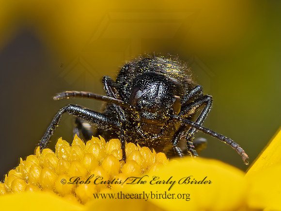 Epicauta puncticollis  PUNCTATE BLISTER BEETLE 3024501z