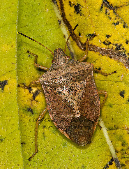 Euschistus  BROWN STINKBUG 5016562z
