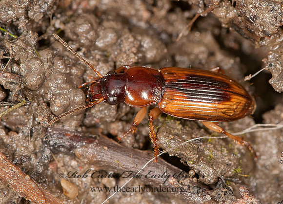 Stenolophus lecontei  SEEDCORN BEETLE 3016385z