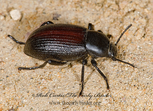 Eleodes carbonarius obsoletus  AMPHIDORINI DARKLING BEETLE 7011147z