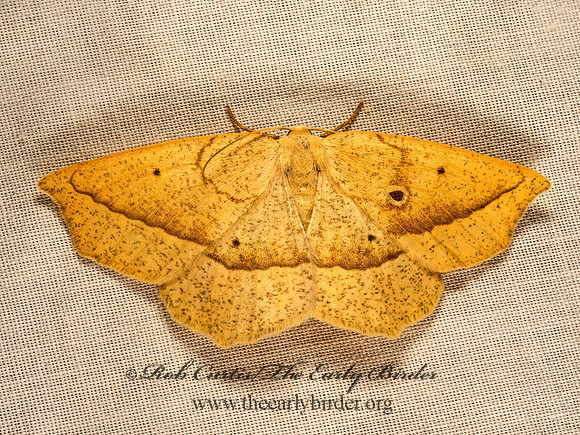 Eusarca confusaria  CONFUSED EUSARCA 9051463z