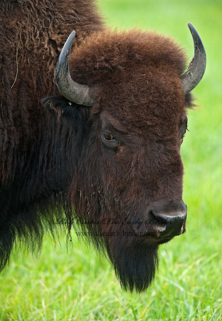 Bison bison  BISON 8023951z
