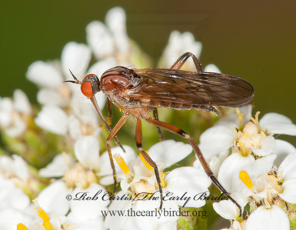 Rhamphomyia  DANCE FLY 3013758z