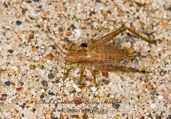 Orocharis saltator  JUMPING BUSH CRICKET 8008230z
