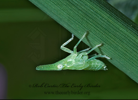 Scolops sulcipes 5008975 z