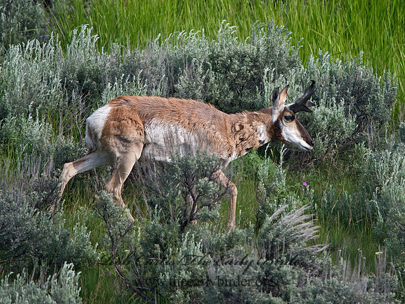 Antilocapra americana  PRONGHORN 9061519z