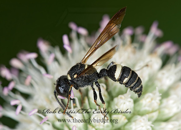 Cerceris fumipennis  SMOKEY-WINGED BEETLE BANDIT 9003103z