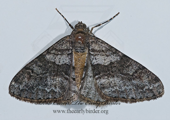 Prionomelia spododea  BOARMIINI GEOMETRID MOTH  6027653z