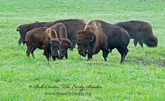 Bison bison  BISON 8023875z