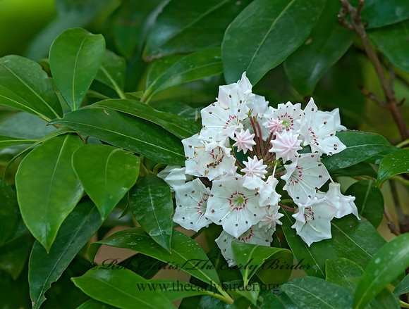 Kalmia latifolia  MOUNTAIN LAUREL 3013887z