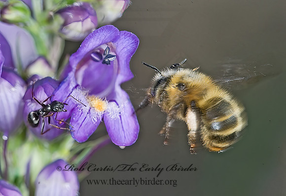 Anthophora terminalis 7010033z