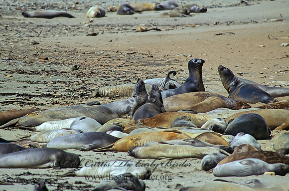 Mirounga angustirostris  NORTHERN ELEPHANT SEAL 111004z