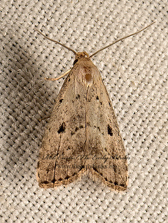 Hypenodes fractilinea  BROKEN-LINE HYPENODES 9052007z