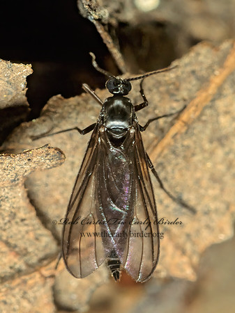 Sciaridae  DARK-WINGED FUNGUS GNAT 201302z