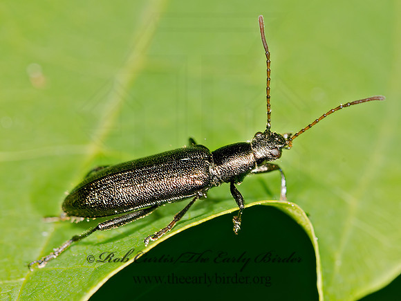 Arthromacra aenea  LAGRIINAE DARKLING BEETLE 9032360z