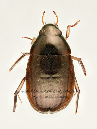 Tropisternus mixtus 9019669z