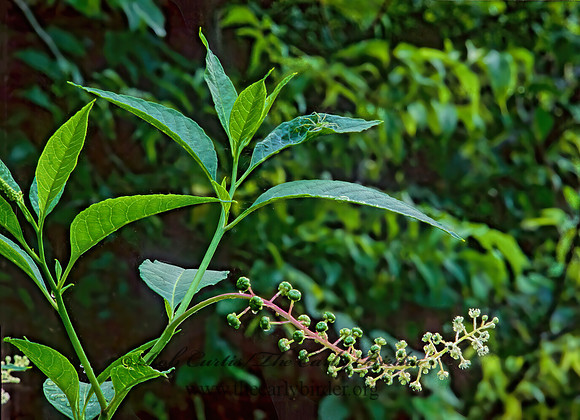 Phytolacca americana   AMERICAN POKEWEED  263332z