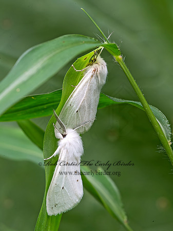 Hyphantria cunea  FALL WEBWORM MOTH~ 9048931z
