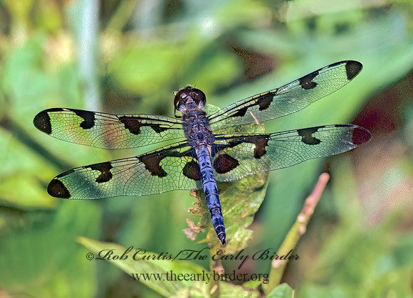 Cellithemis fasciata BANDED PENNANT 277627 Mz
