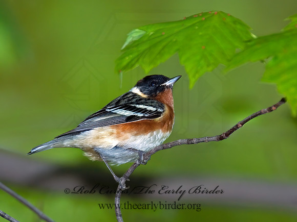 Setophaga castanea  BAY-BREASTED WARBLER 6005719z
