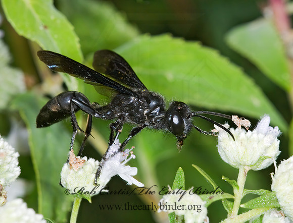Isodontia philadelphica  GRASS-CARRYING WASP 6011085z