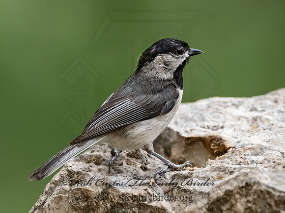 Poecile carolinensis  CAROLINA CHICKADEE 3035499z