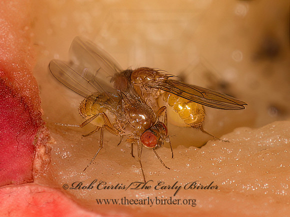 Drosophila VINEGAR FLY 9023894z