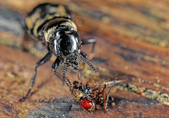 Creophilus maxillosus 150037z