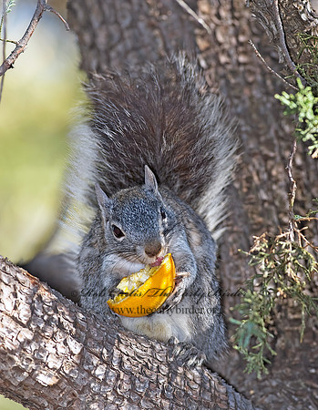 Sciurus arizonensis  ARIZONA GRAY SQUIRREL 6025857z