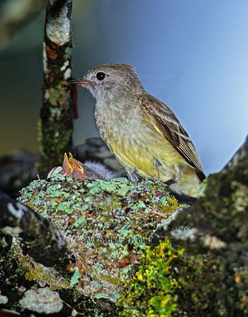 Elaenia flavogaster  YELLOW-BELLIED ELAENIA 206207z