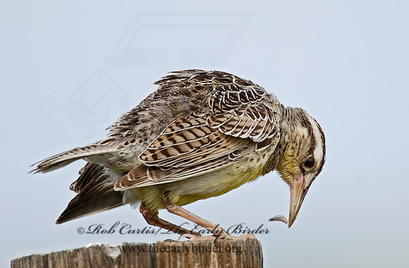 Sturnella neglecta  WESTERN MEADOWLARK 7011113z