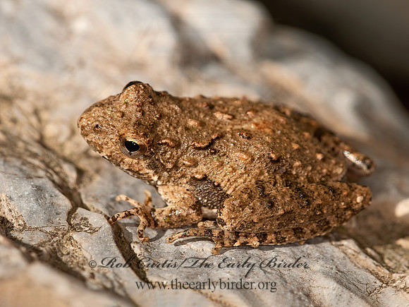 Acris blanchardi  BLANCHARD'S CRICKET FROG 3016785 z