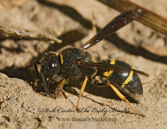 Ancistrocerus adiabatus 6028008z
