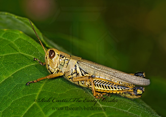 Melanoplus differentialis  DIFFERENTIAL GRASSHOPPER 8007743z