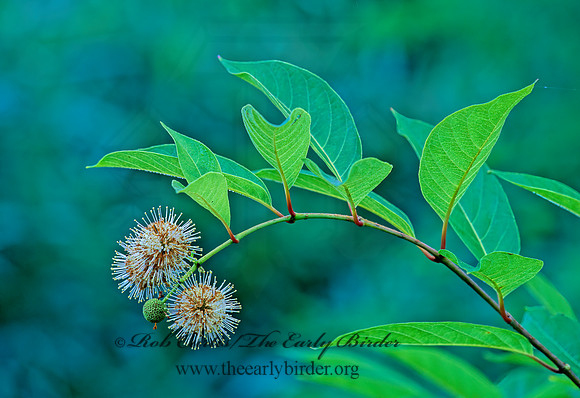 Cephalanthus occidentalis  BUTTONBUSH 263012z