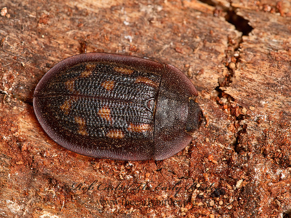 Peltis pippingskoeldi  BARK-GNAWING BEETLE  8036440z