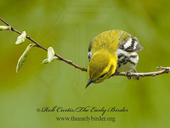 Setophaga virens  BLACK-THROATED GREEN WARBLER 6004828z