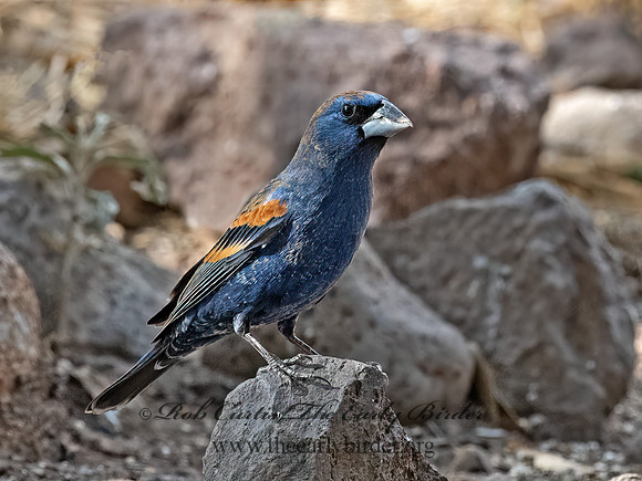 Guiraca caerulea  BLUE GROSBEAK 3037060z