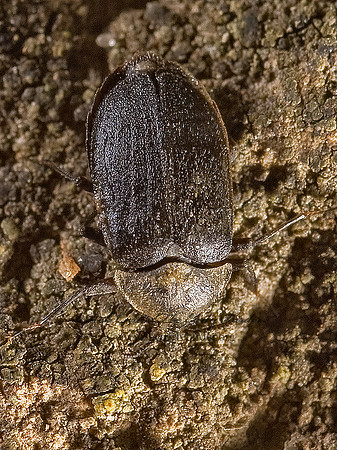 Psephenus herricki  WATER PENNY BEETLE  8007530z