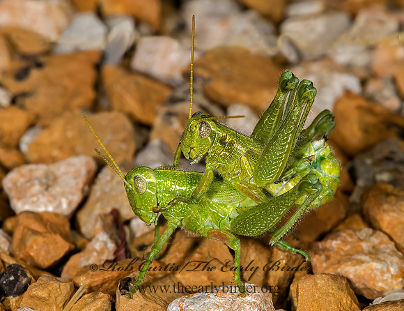 Campylacantha olivacea  FUZZY OLIVE-GREEN GRASSHOPPER 8008592z